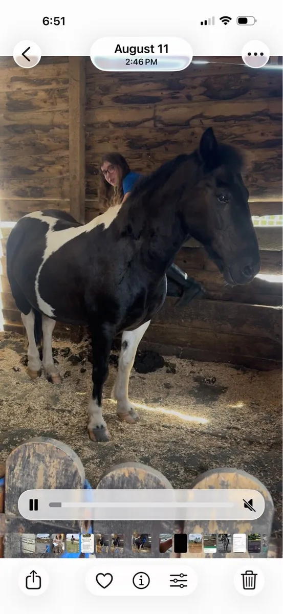 12.2 gelding - Image 2