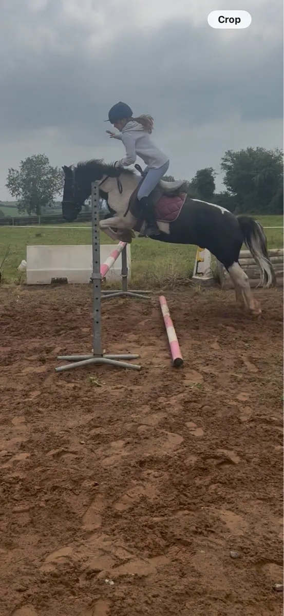 12.2 gelding - Image 3