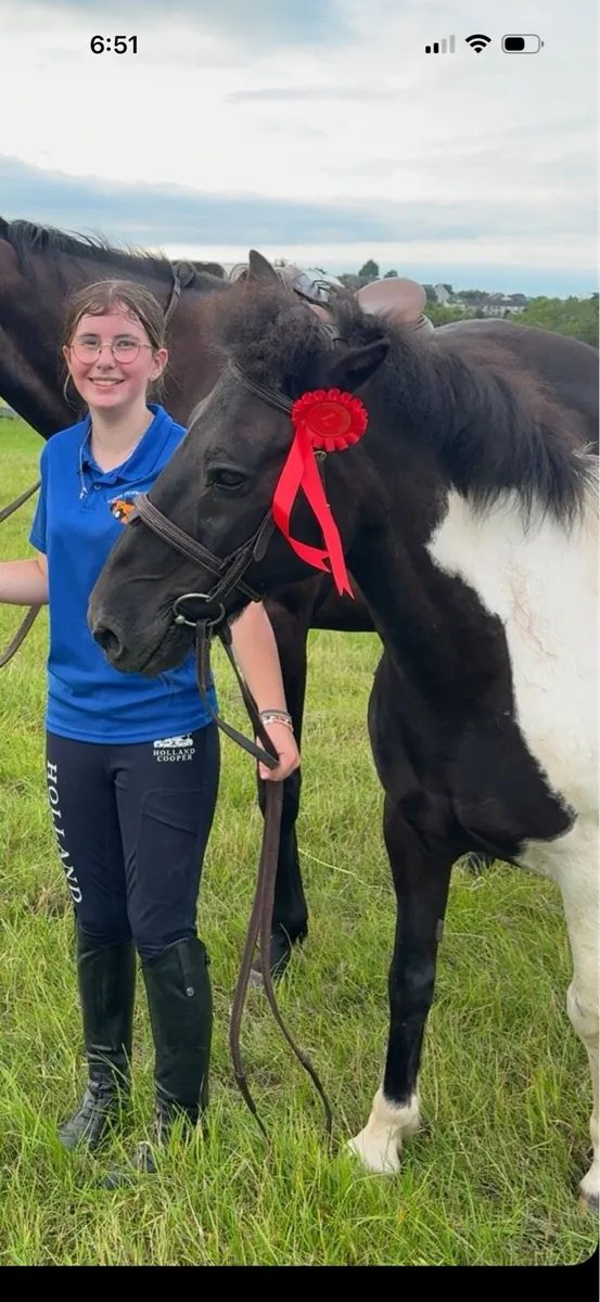 12.2 gelding - Image 1