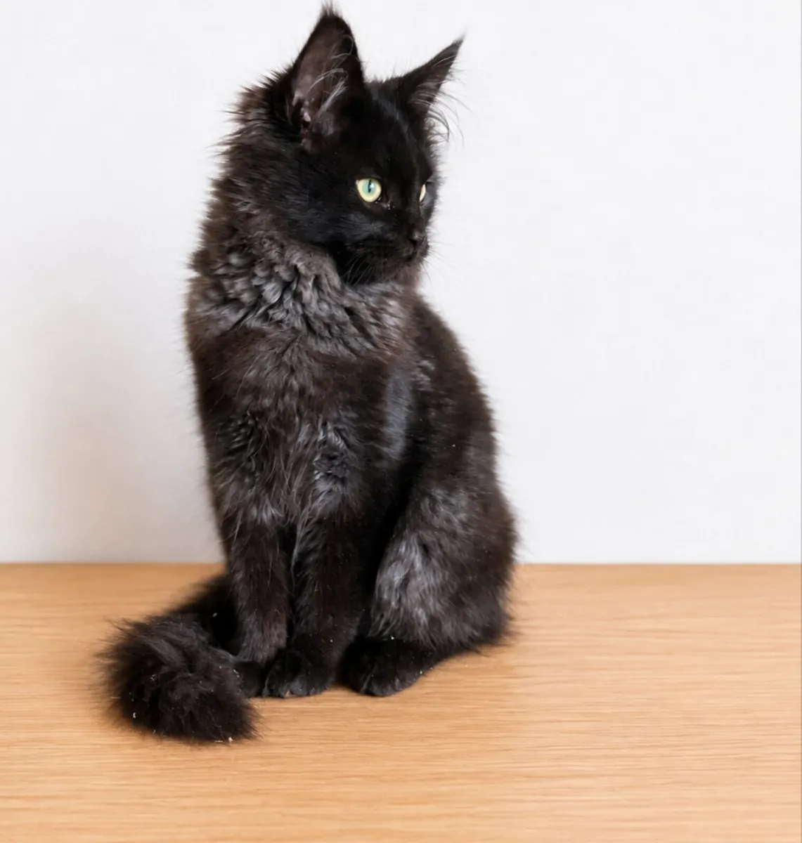 Maine coon kittens - Image 2