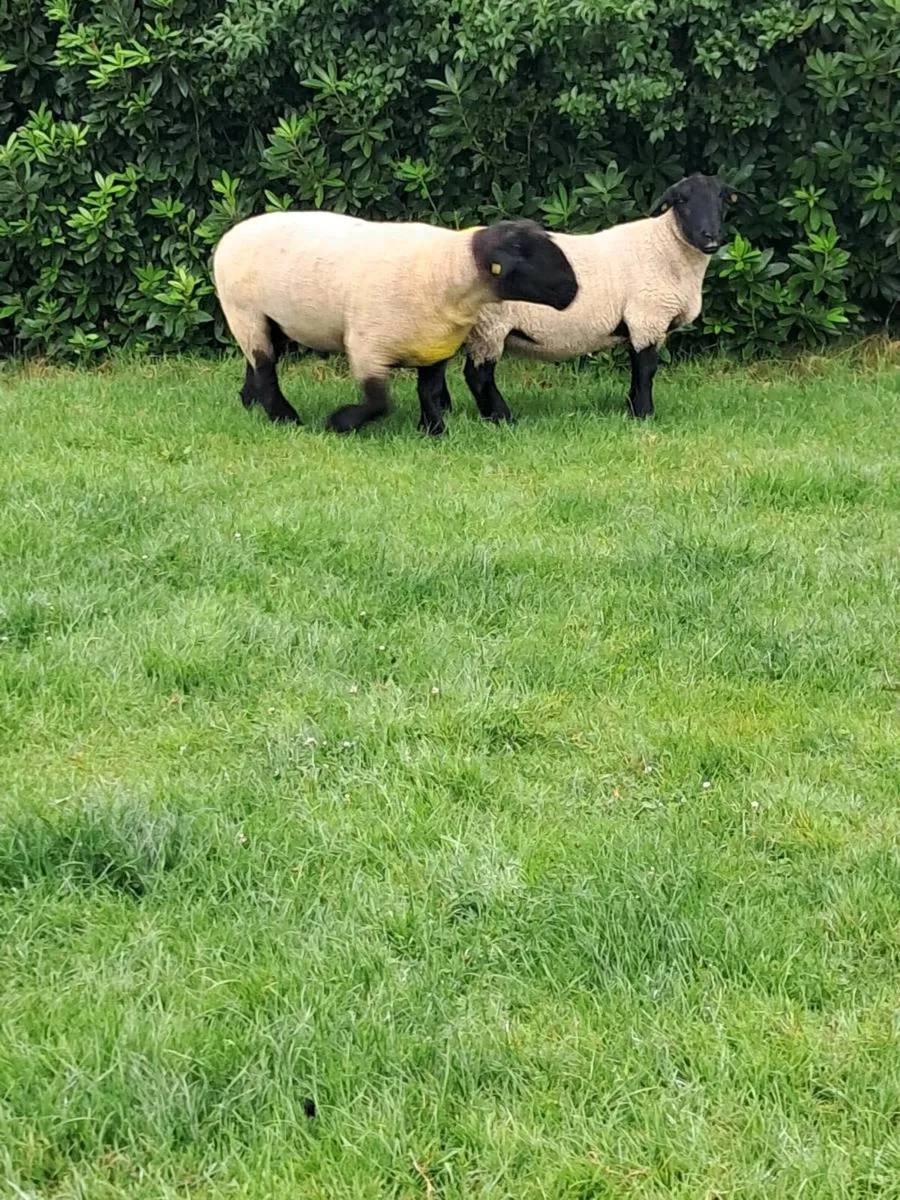Ram - Image 1