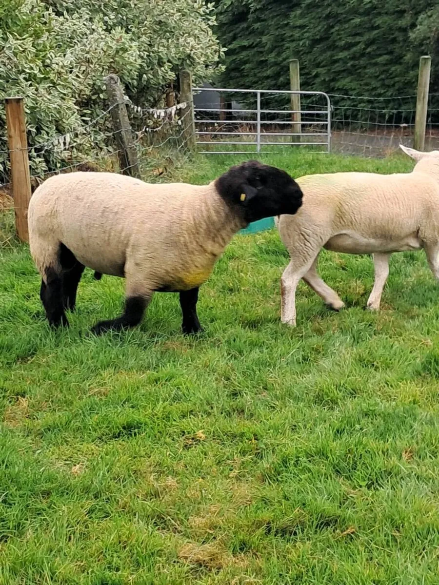 Ram - Image 2