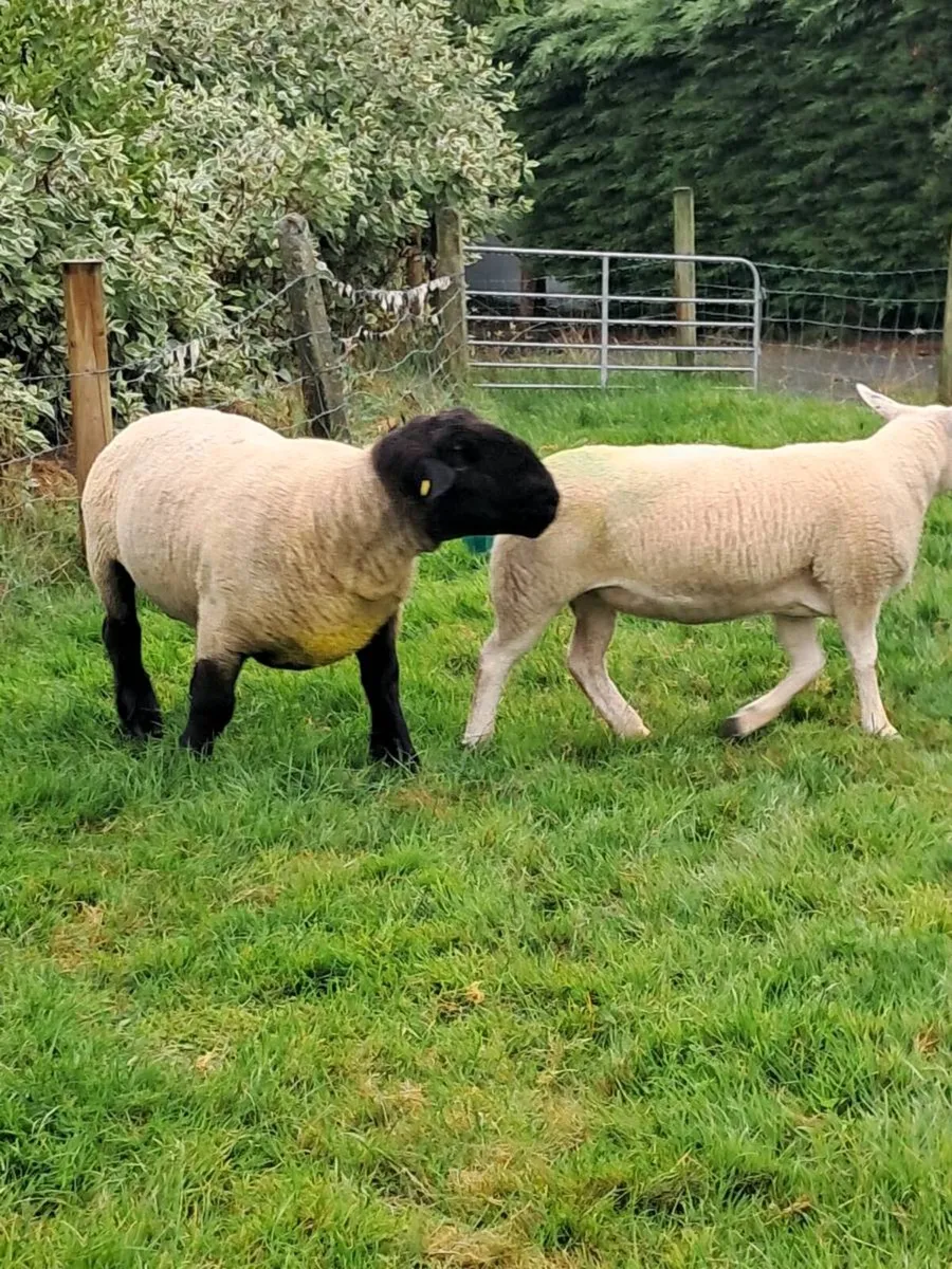 Ram - Image 3