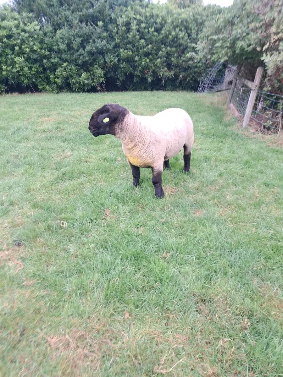 Ram - Image 4