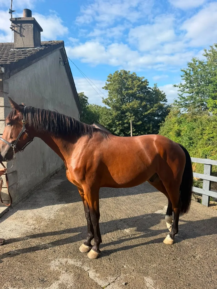 3 year old Bay Gelding. Goresbridge Sept 9th. - Image 1