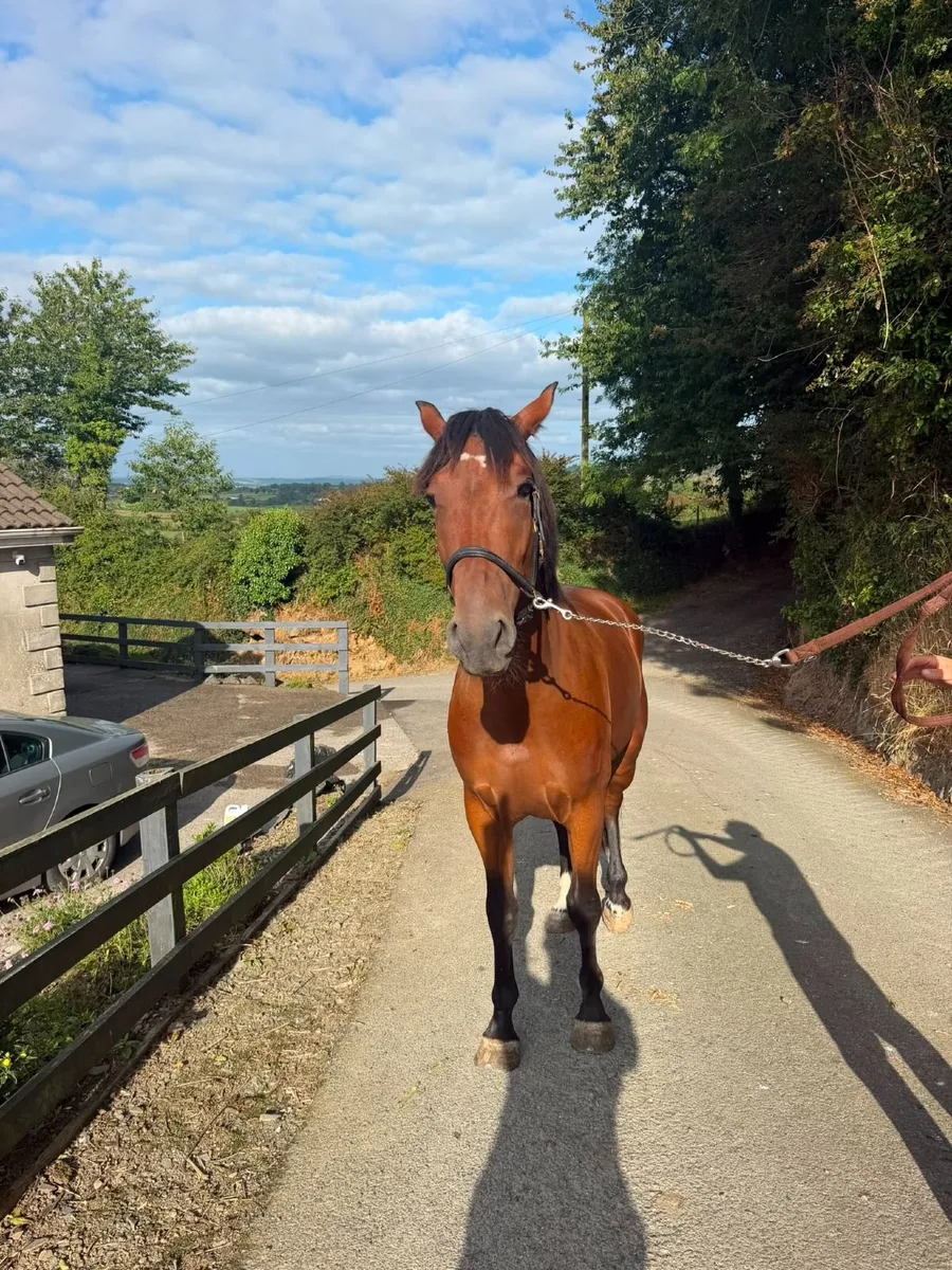 3 year old Bay Gelding. Goresbridge Sept 9th. - Image 4