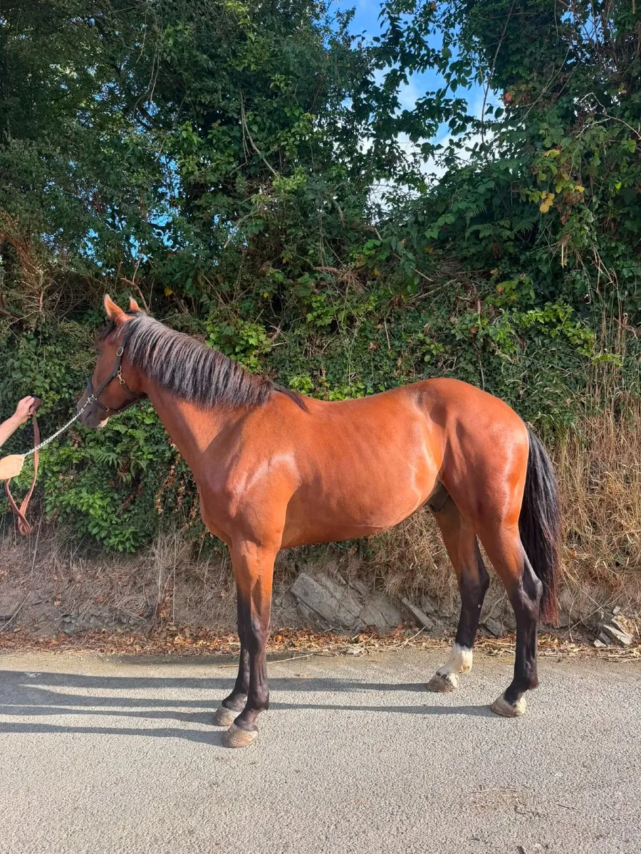 3 year old Bay Gelding. Goresbridge Sept 9th. - Image 3