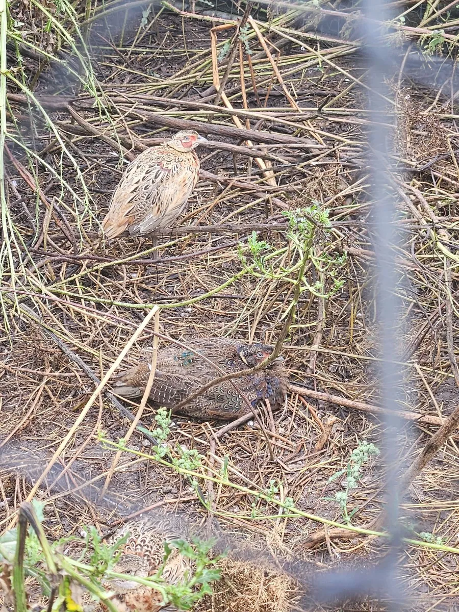 Pheasants - Image 1