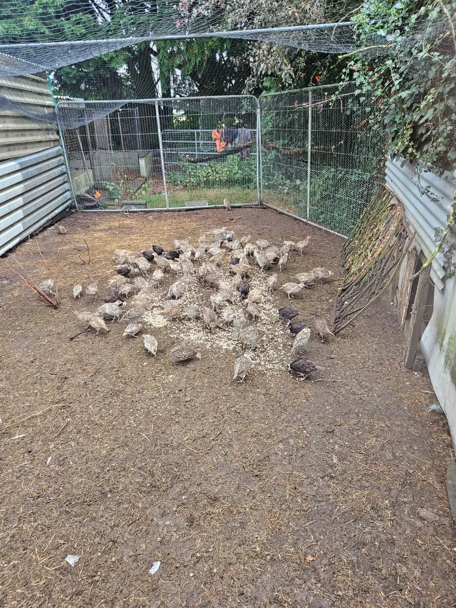 Pheasants - Image 3