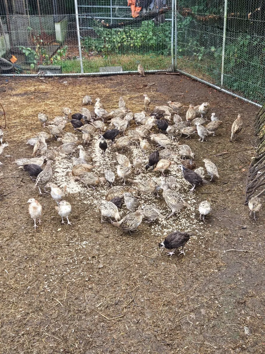 Pheasants - Image 2