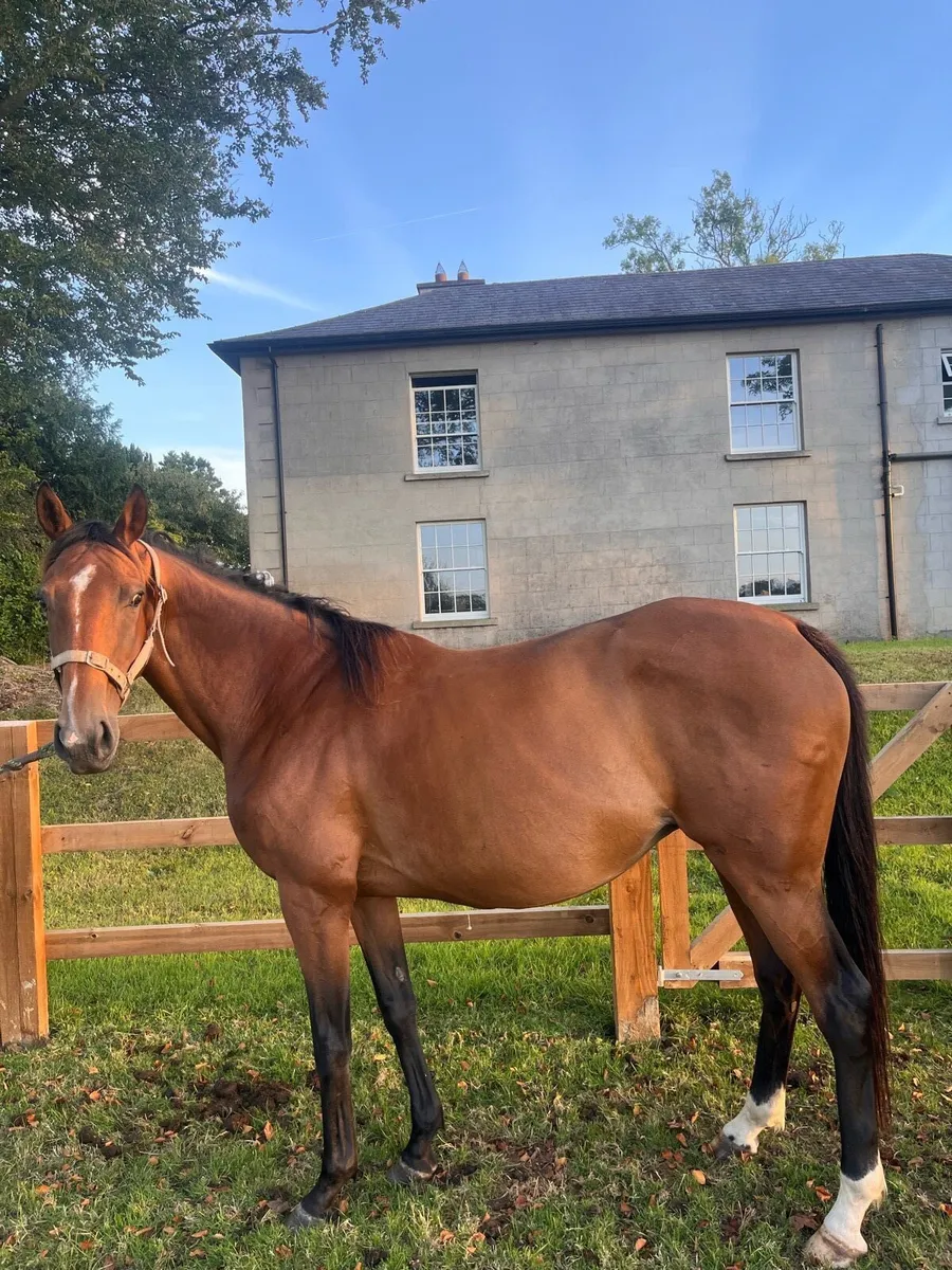Mare in foal - Image 1