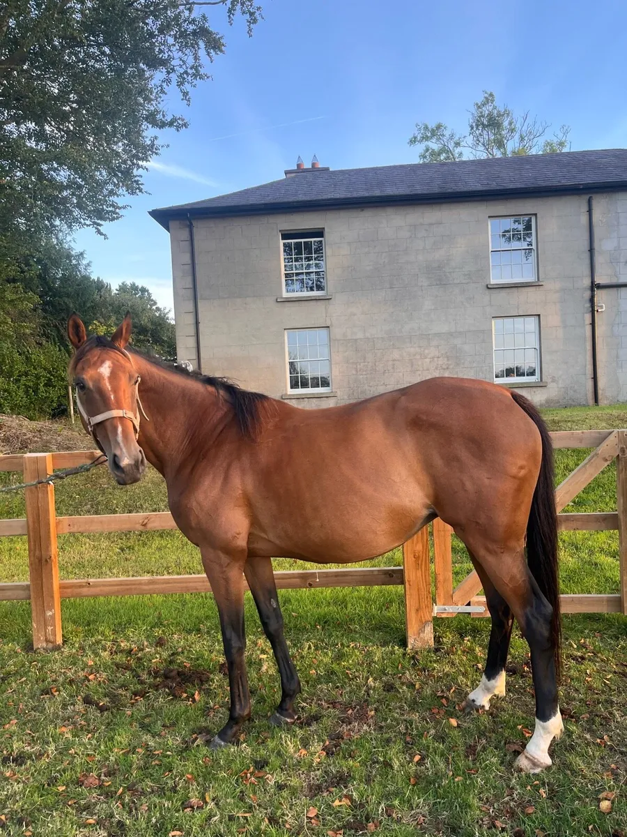Mare in foal - Image 2