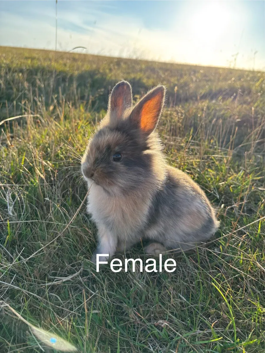 Rabbits/Bunnys - Image 2