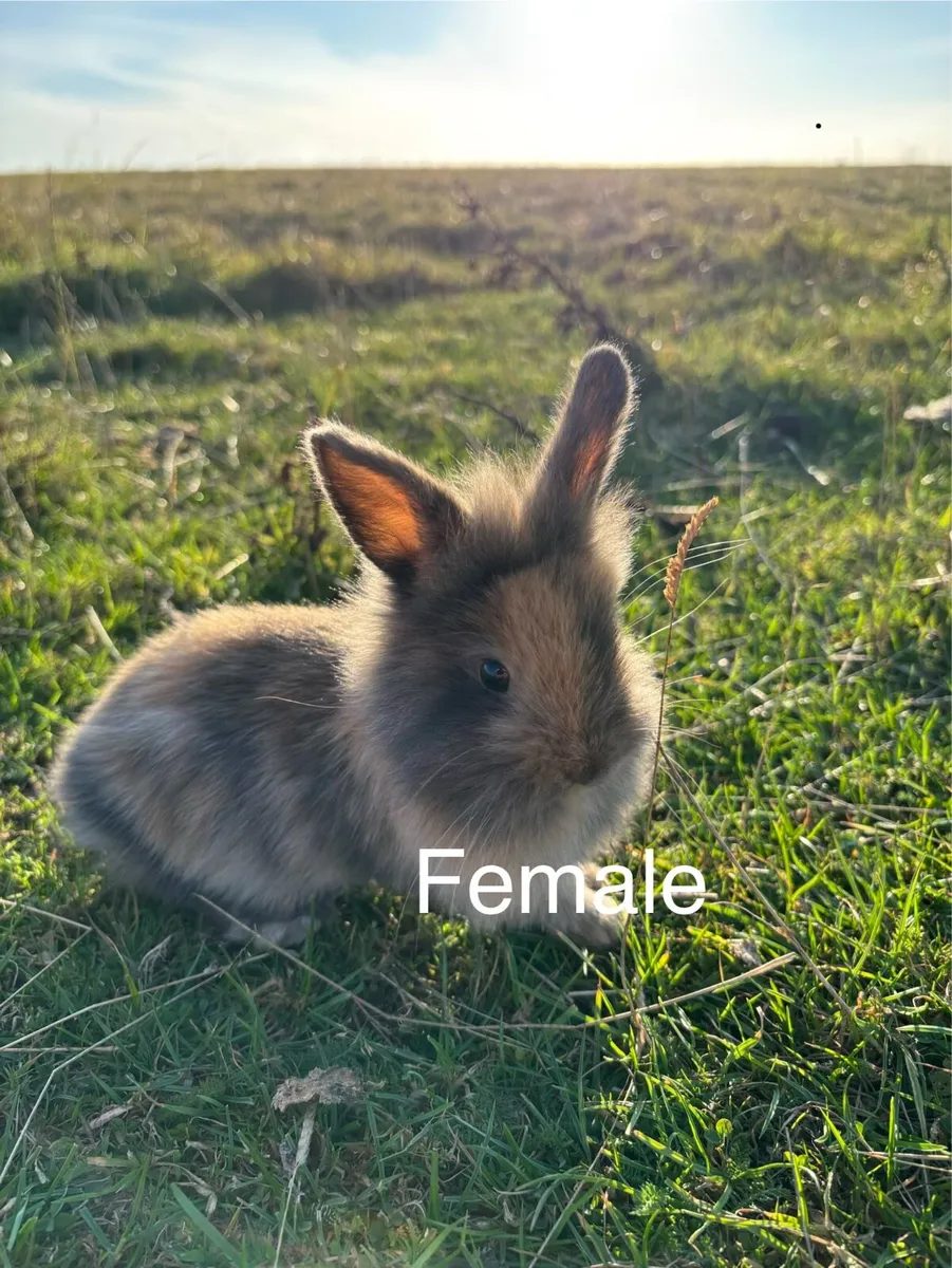 Rabbits/Bunnys - Image 3