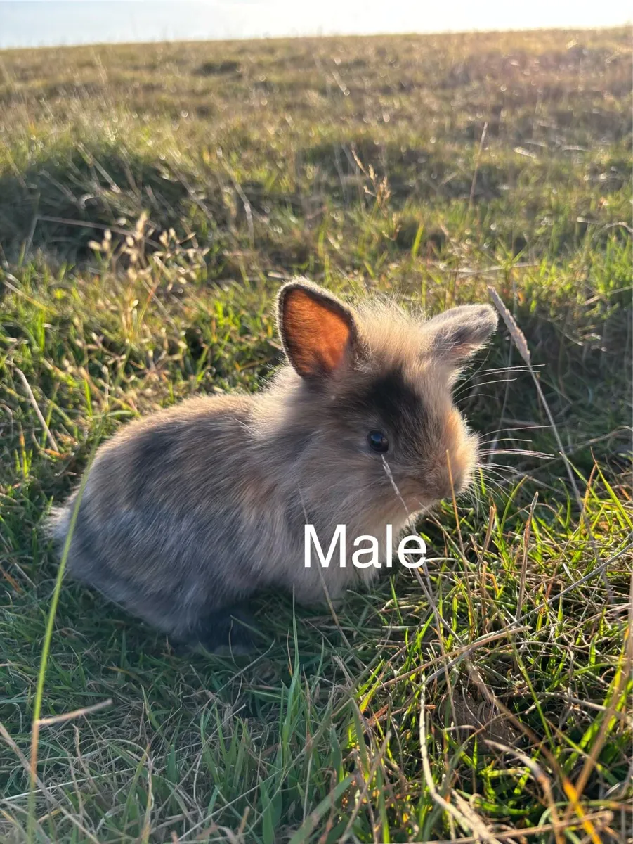 Rabbits/Bunnys - Image 4