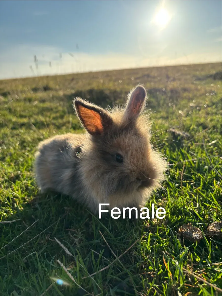 Rabbits/Bunnys - Image 1