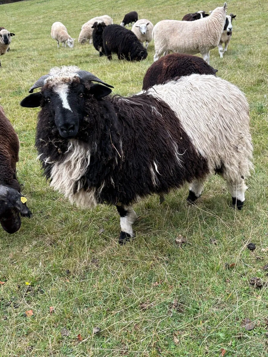 Valais Blacknose cross ewe lambs - Image 2