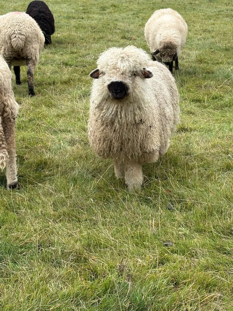 Valais Blacknose cross ewe lambs - Image 1