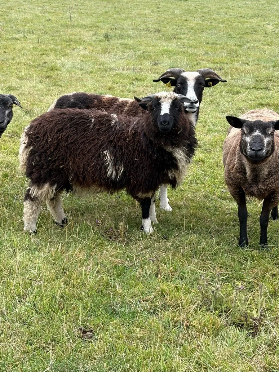 Valais Blacknose cross ewe lambs - Image 3