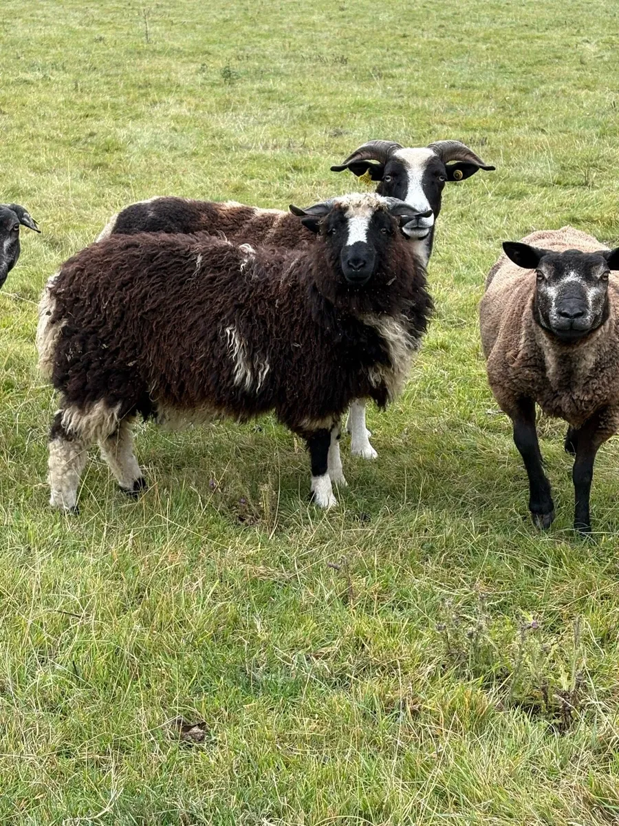 Valais Blacknose cross ewe lambs - Image 4