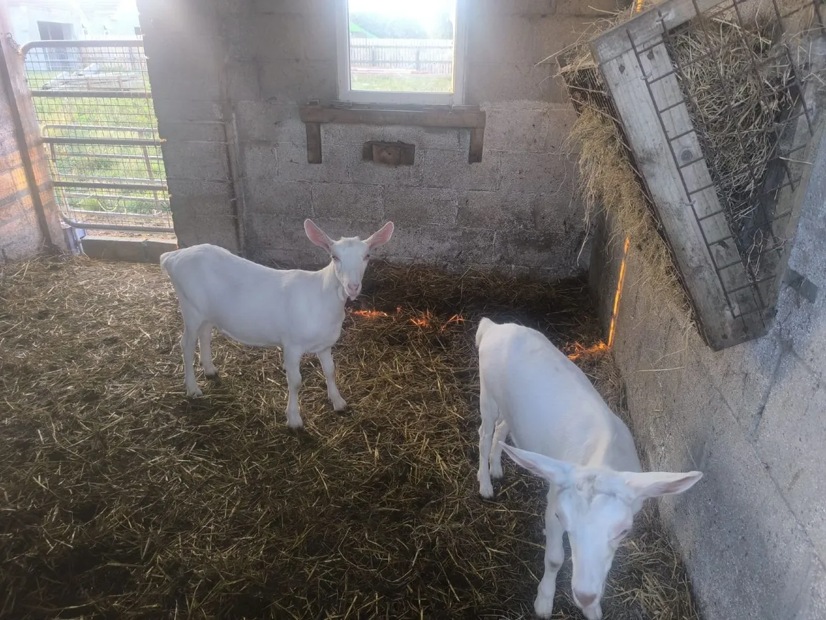 Goat's - Image 2