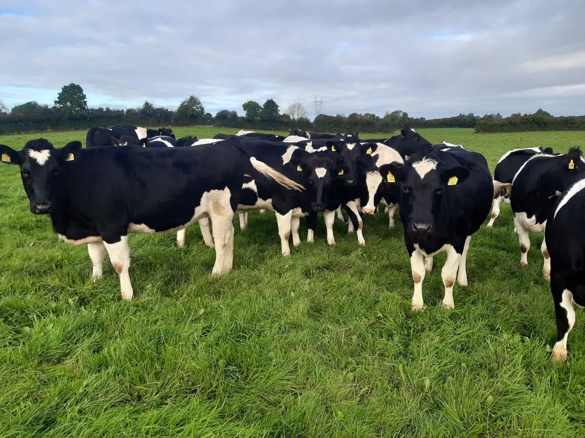 15 Pedigree Incalf British Friesian Heifers - Image 3