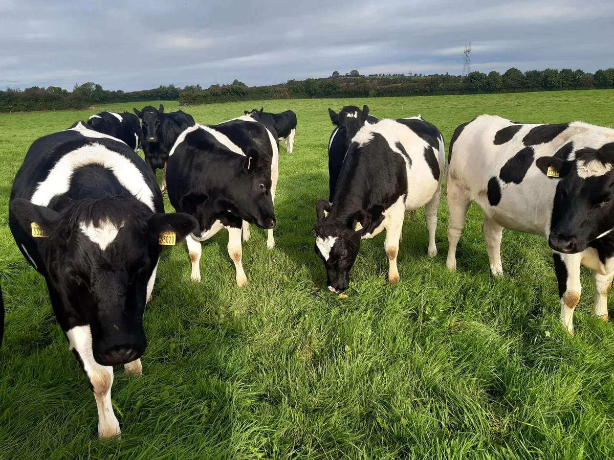 15 Pedigree Incalf British Friesian Heifers - Image 4
