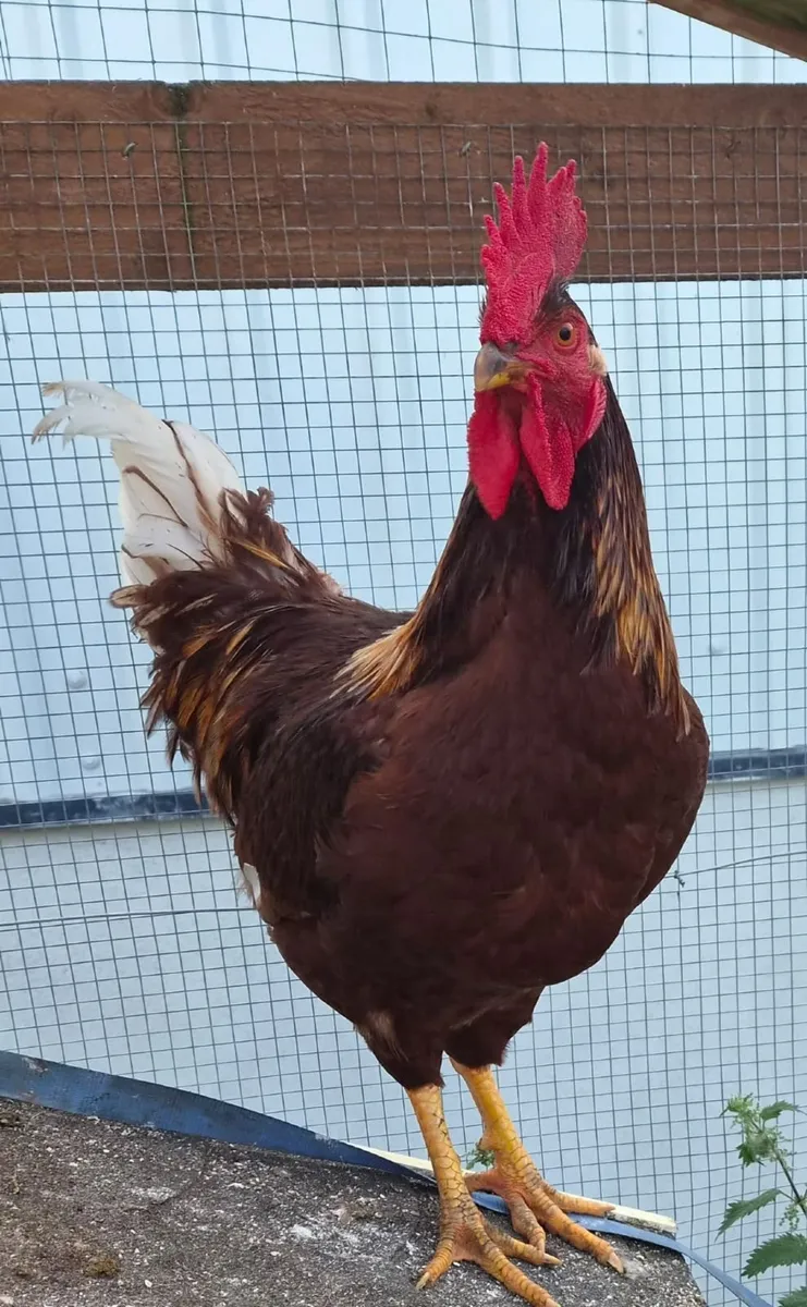 Rooster - Image 1