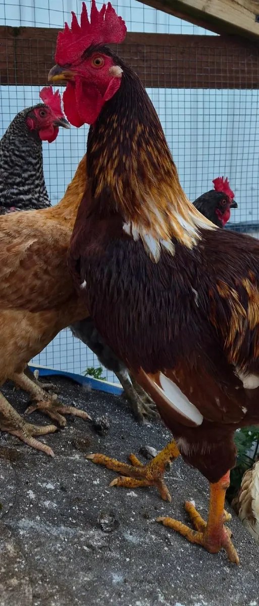 Rooster - Image 2