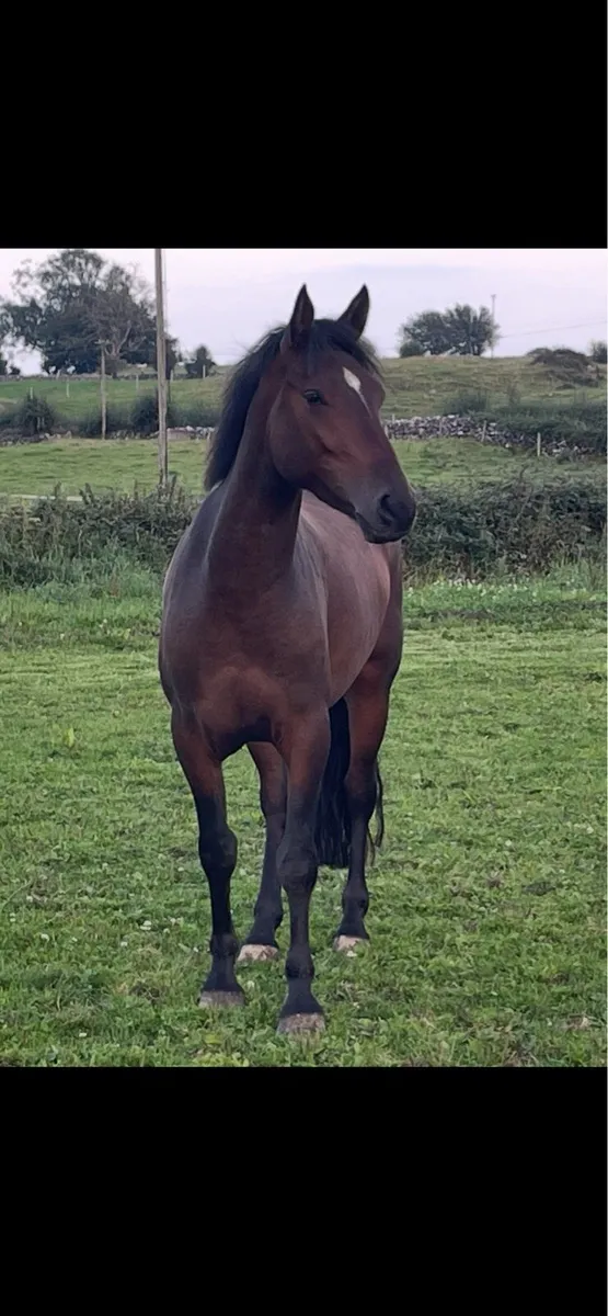 Two Sport 3 yr old 14.2hh Geldings - Image 1