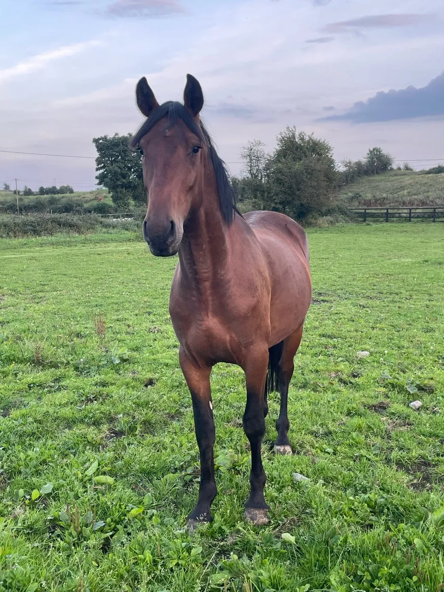 Two Sport 3 yr old 14.2hh Geldings - Image 2