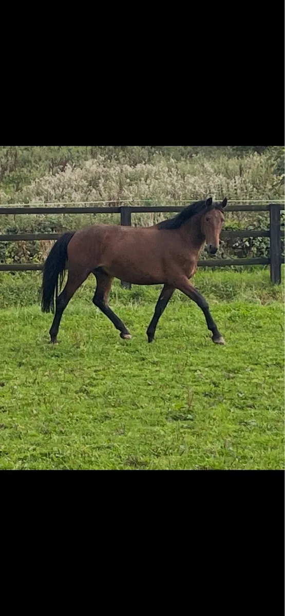 Two Sport 3 yr old 14.2hh Geldings - Image 3