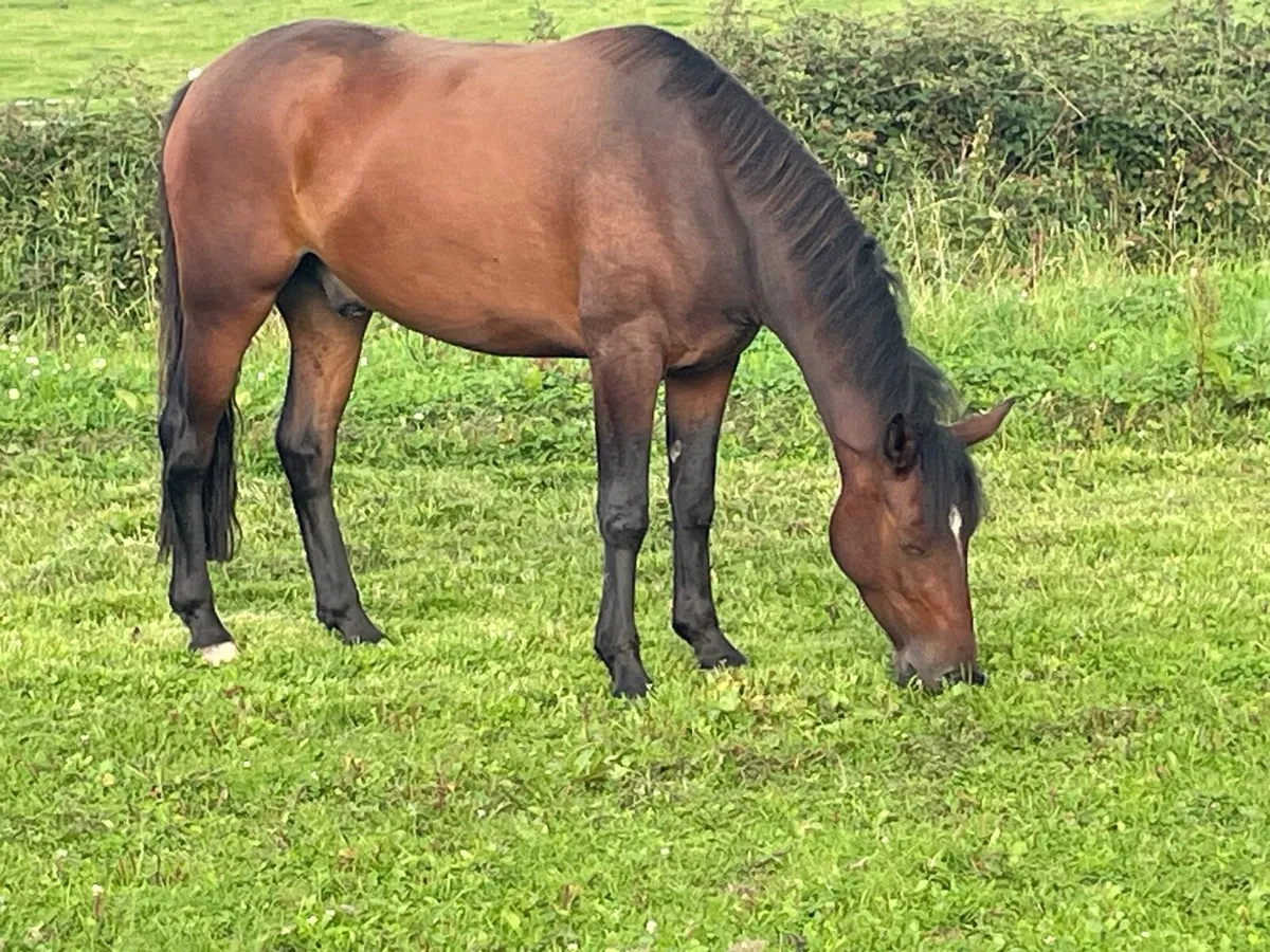 Two Sport 3 yr old 14.2hh Geldings - Image 4