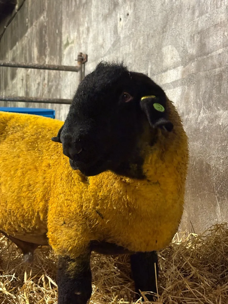 Pedigree Suffolk Ram lambs - Image 2