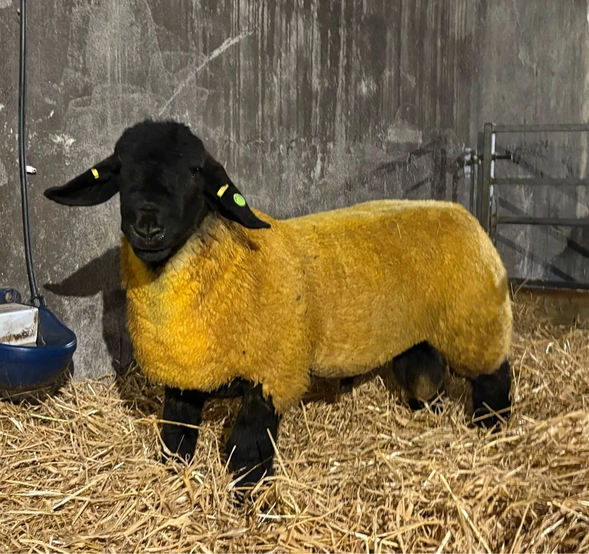 Pedigree Suffolk Ram lambs - Image 3