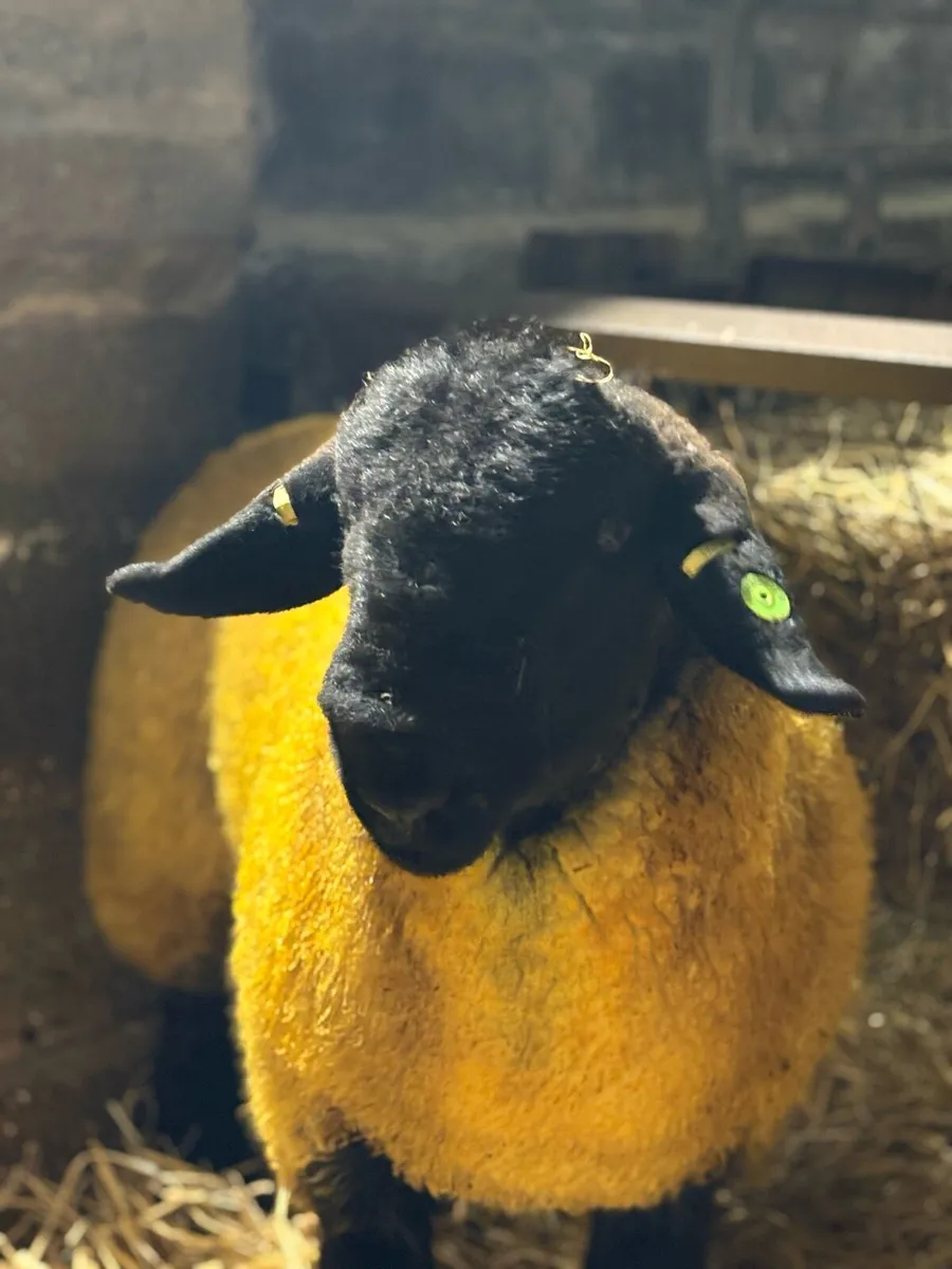 Pedigree Suffolk Ram lambs - Image 4