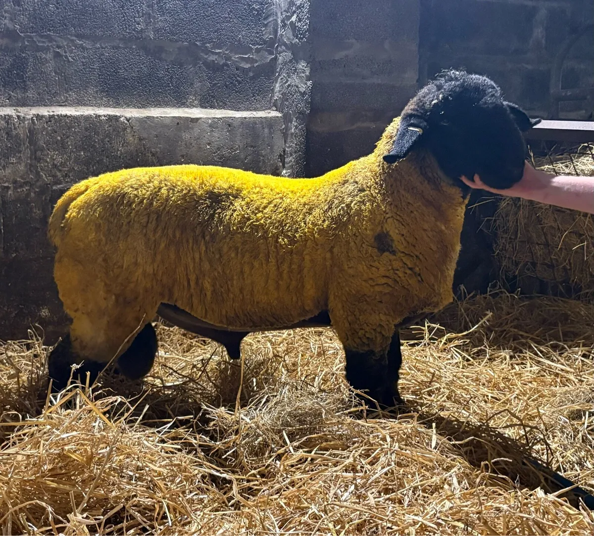 Pedigree Suffolk Ram lambs - Image 1