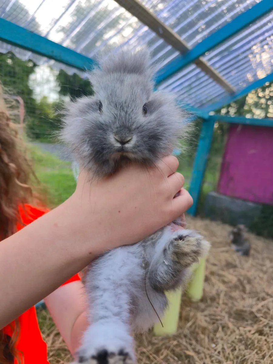 Dwarf Lionhead Rabbits - Image 4