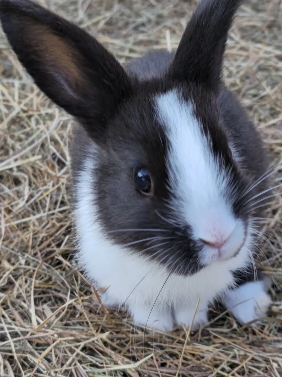 Dwarf Lionhead Rabbits - Image 2