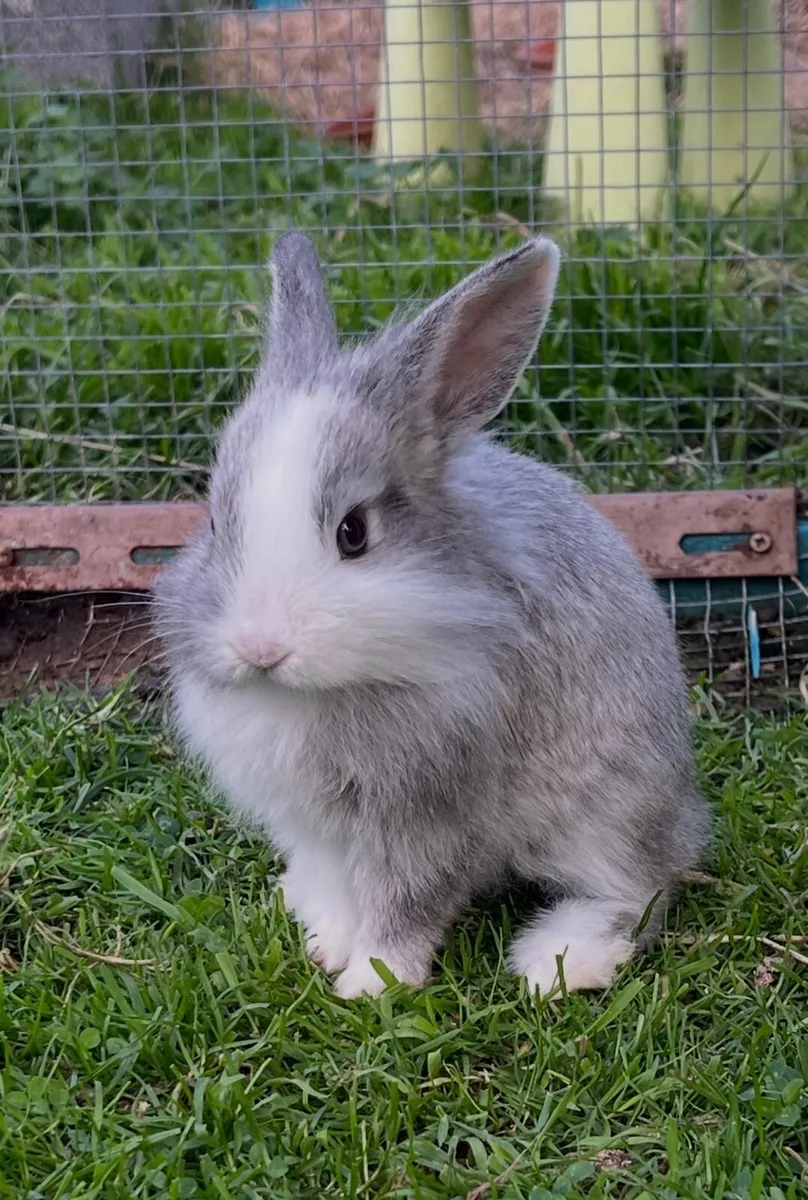 Dwarf Lionhead Rabbits - Image 3