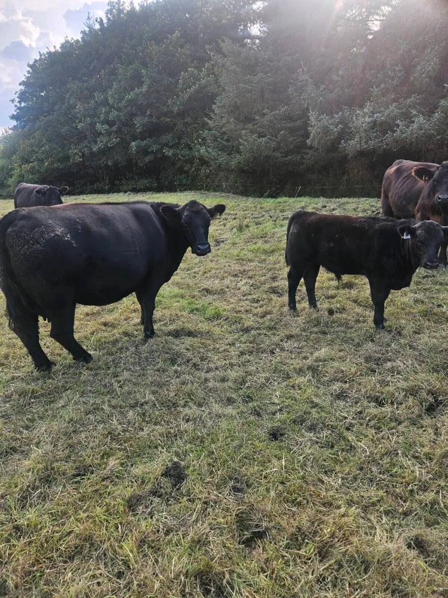 PBR ANGUS COWS WITH CALVES AT FOOT - Image 2