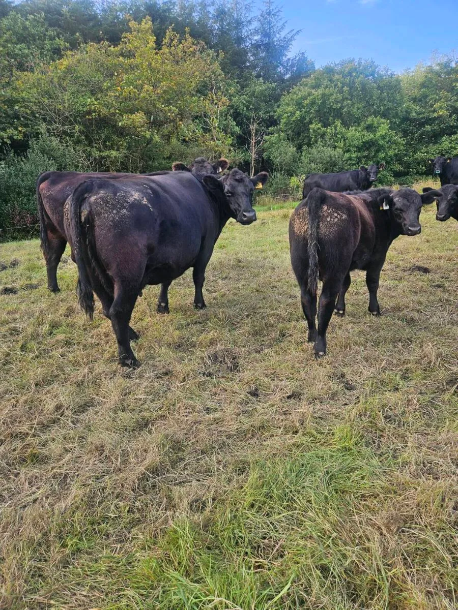 PBR ANGUS COWS WITH CALVES AT FOOT - Image 1