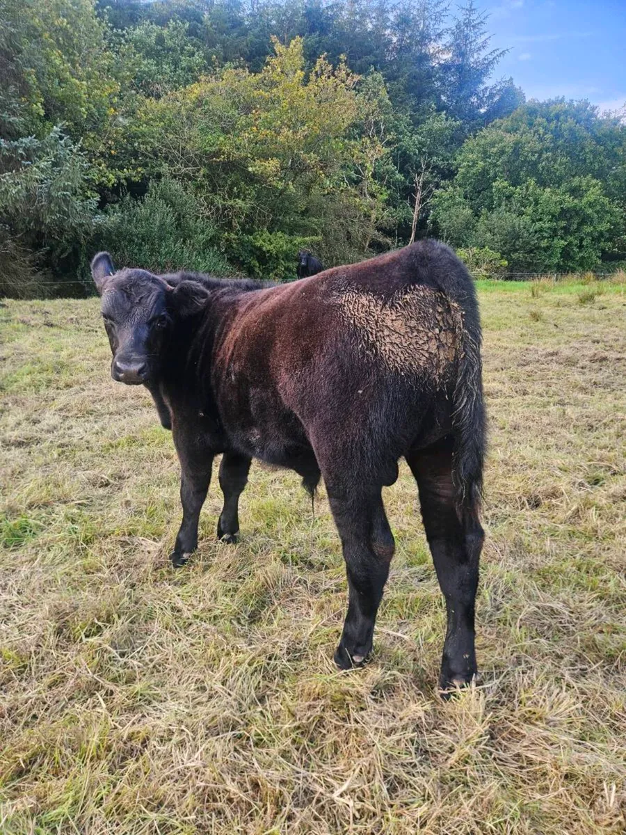 PBR ANGUS COWS WITH CALVES AT FOOT - Image 4