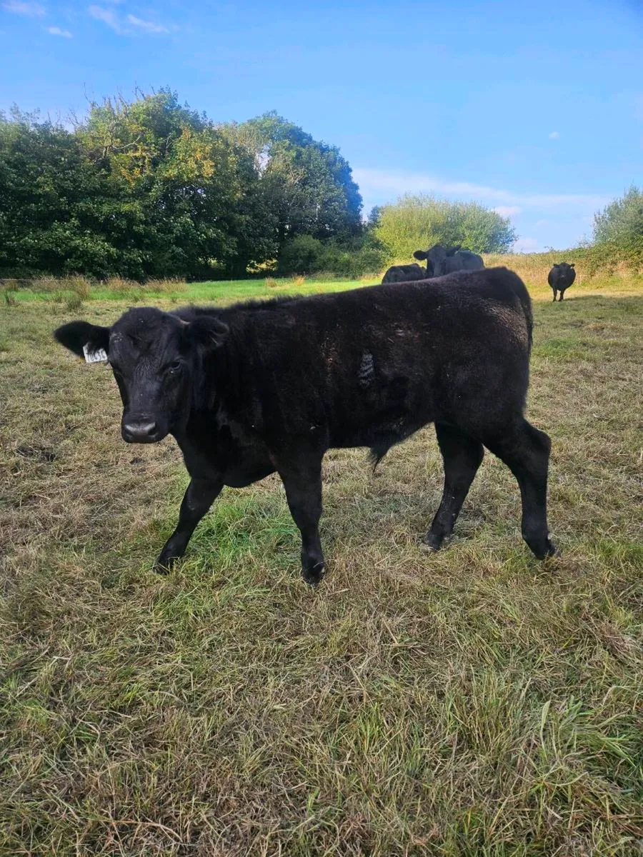 PBR ANGUS COWS WITH CALVES AT FOOT - Image 3