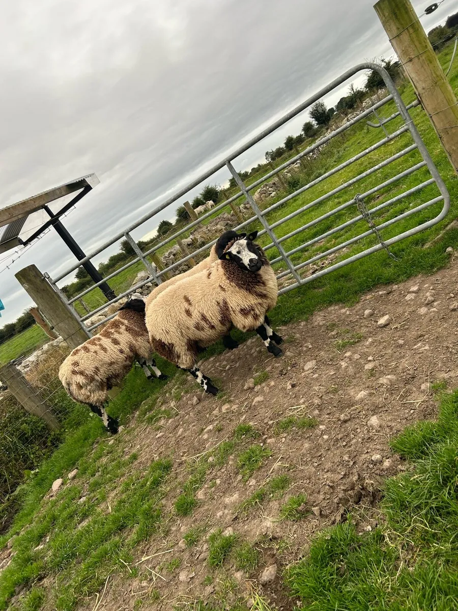 Ram lambs - Image 1