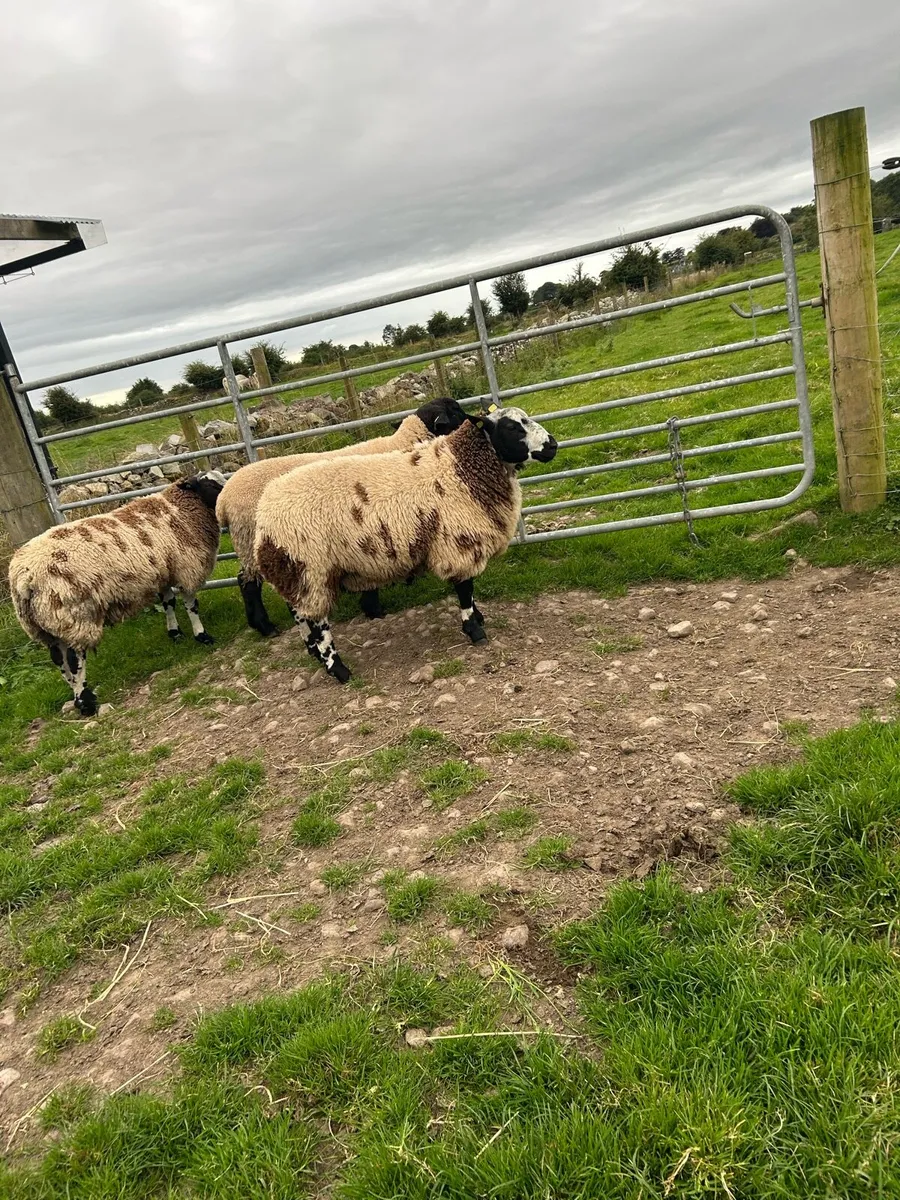 Ram lambs - Image 2