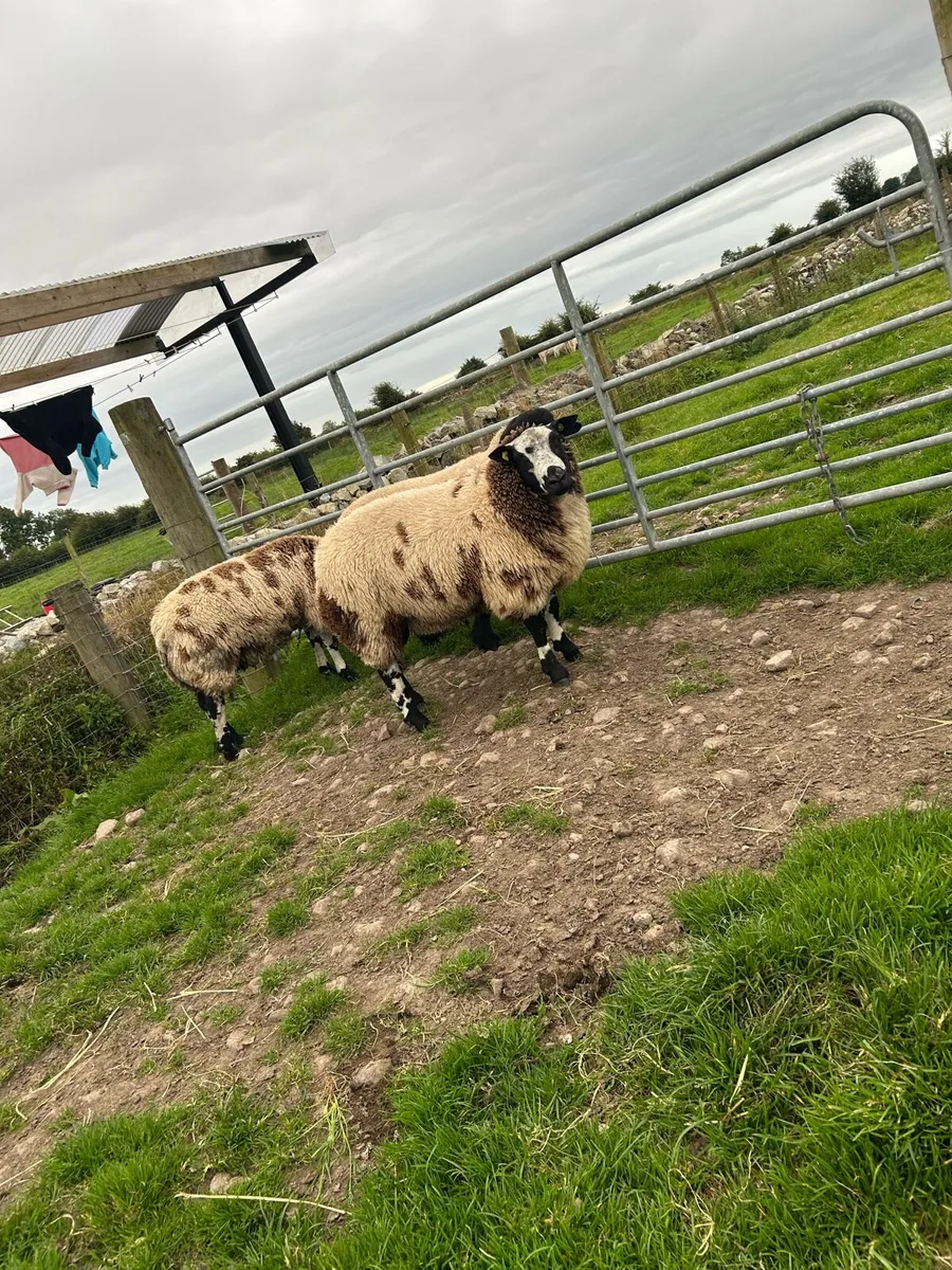 Ram lambs - Image 3