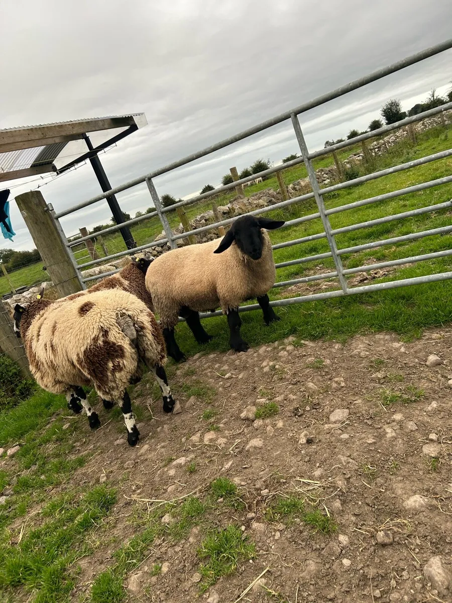 Ram lambs - Image 4