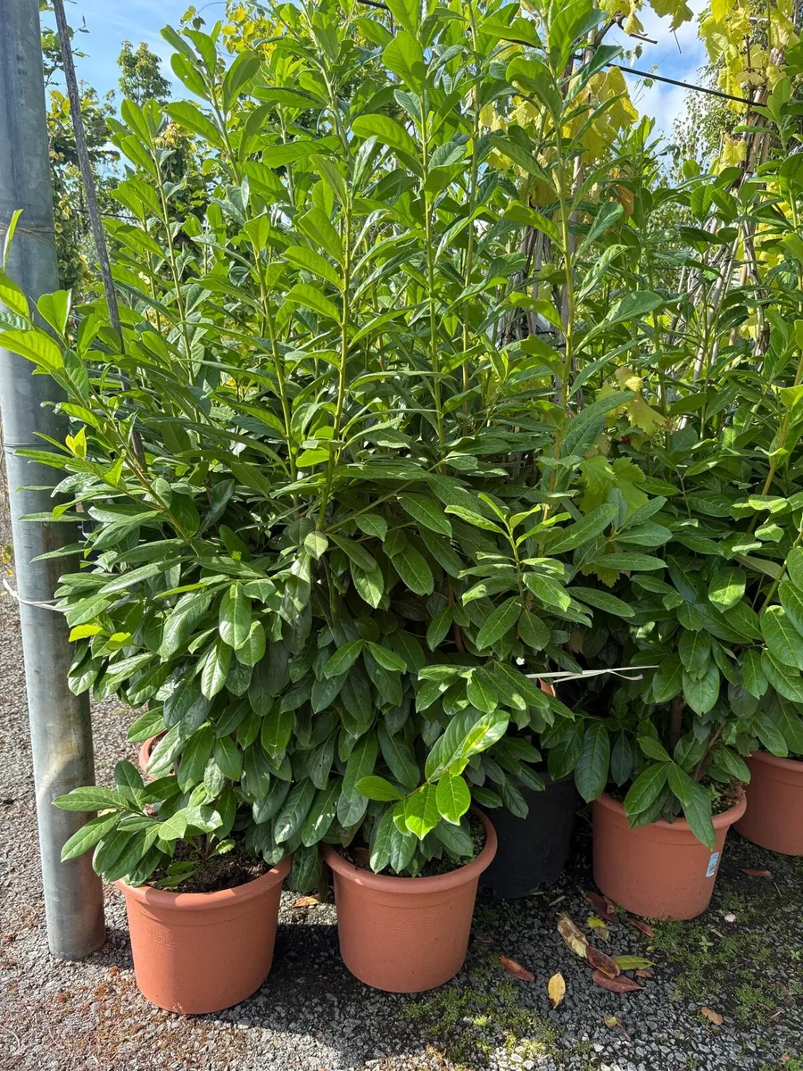 Laurel Hedging - all sizes - delivery available - Image 2