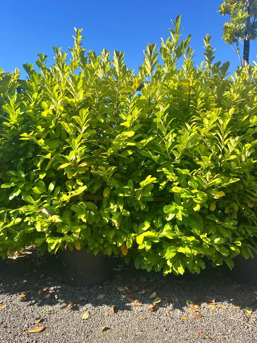 Laurel Hedging - all sizes - delivery available - Image 3